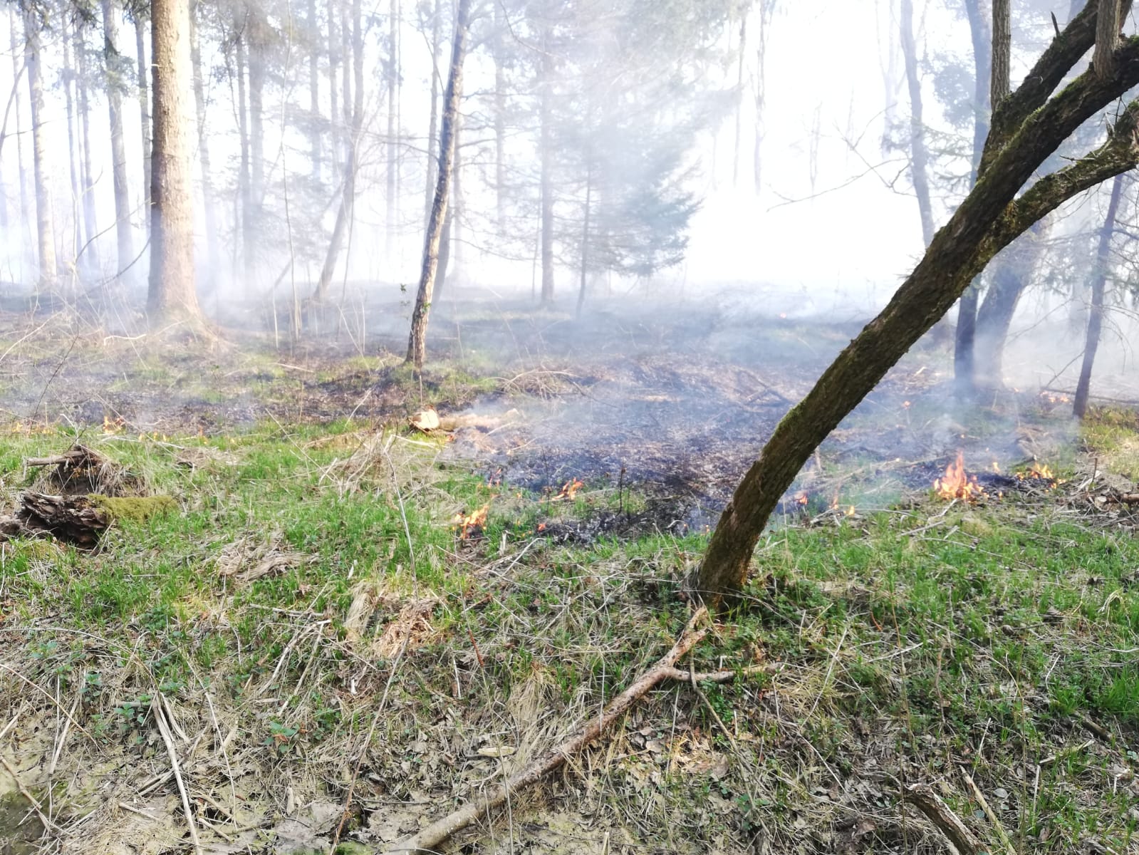 WaldbrandHalbenrain, Foto Patrick Drobetz, FFG_.jpeg