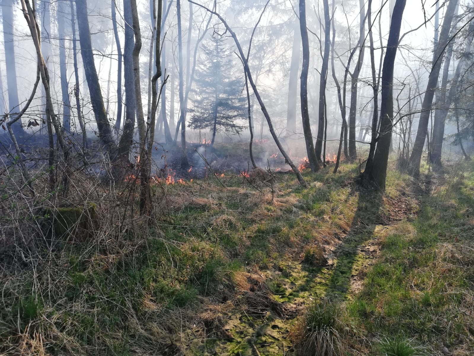 WaldbrandHalbenrain, Foto Patrick Drobetz, FFG_.jpeg