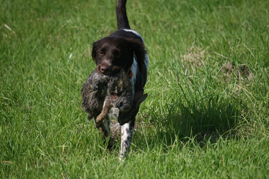 Olivia vom Kiefernwalde  gen. Jana * 01/2010