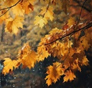 Herbst