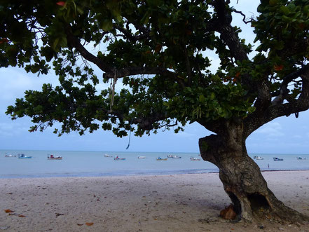 Grosser Baum am Strand mit Fischerbooten im Meer im Hintergrund