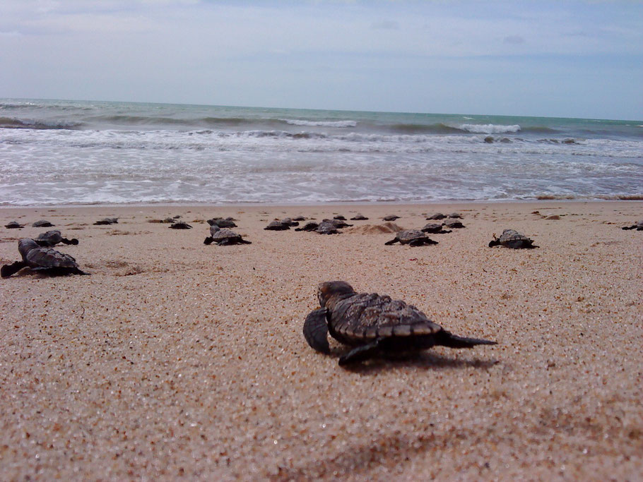Baby Schildkröte kriechen Richtung Meer für das erste Mal 