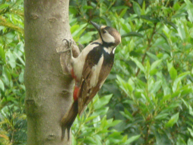 "brauner" Buntspecht