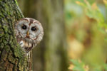 Foto: NABU/Peter Kuehn