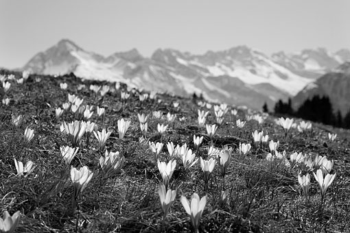 Tirol, Region Zillertal; Frühlingsstimmung im Tuxertal am Rastkogelsee gegen Wollbachspitze