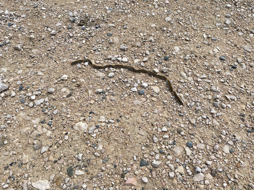 Hilfe gefährliche Tierchen. -> Was ist das? Wer sich auskennt bitte in die Kommentare schreiben