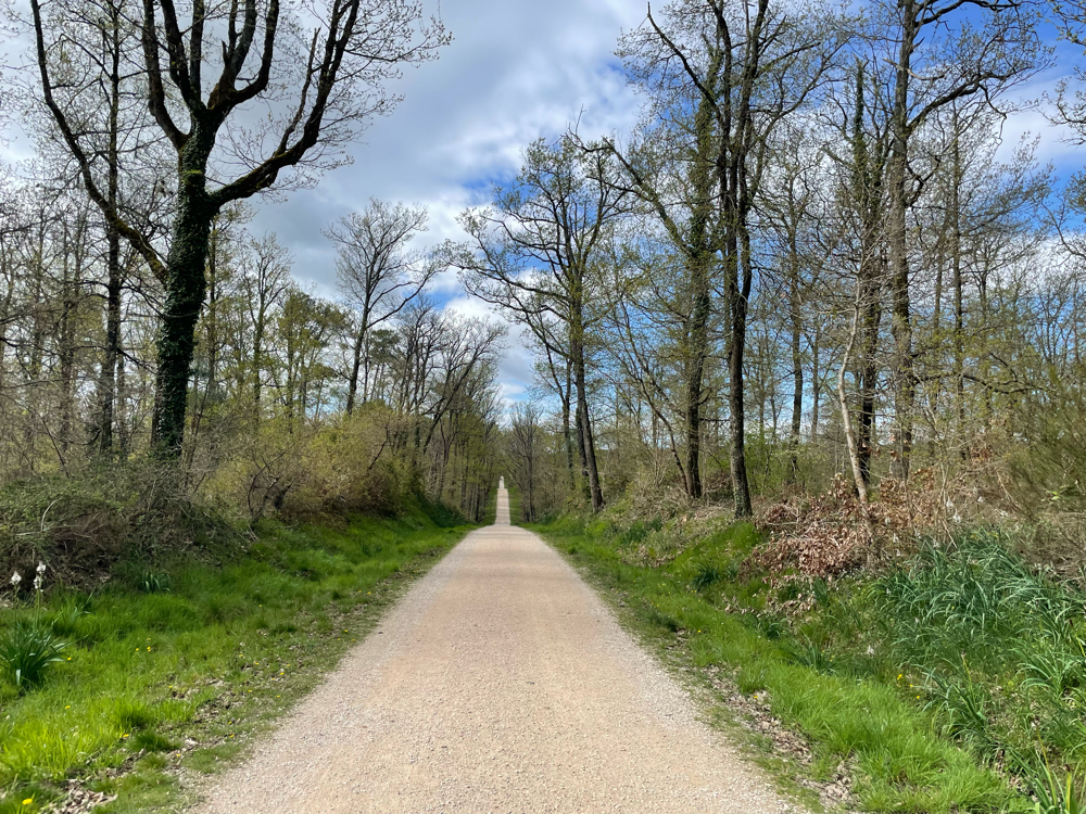 Immer geradeaus durch den Wald