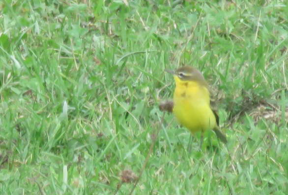 Männchen, Bättwil, 06.09.2018. Vogel mit grün-beigem Opferkopf, gelber Kehle und hellem (weiss-gelblichen) Überaugenstreif.