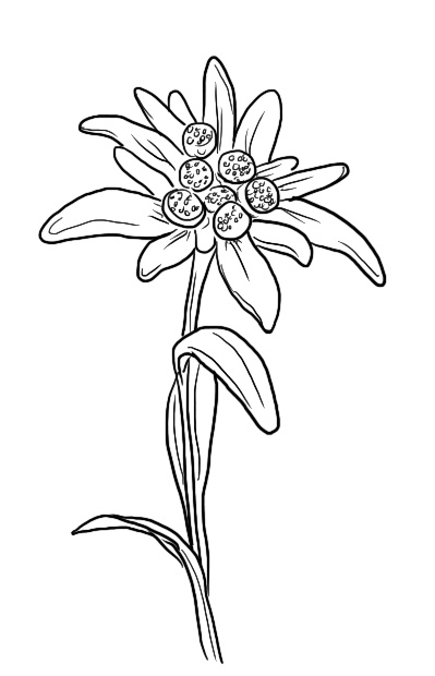 Tattoo Design Ayla Phoenix Art Check out the tattoo artist & studio who did the tattoo. tattoo design ayla phoenix art