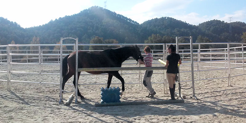 Como enseñar a tu caballo superar situaciones dificiles para él