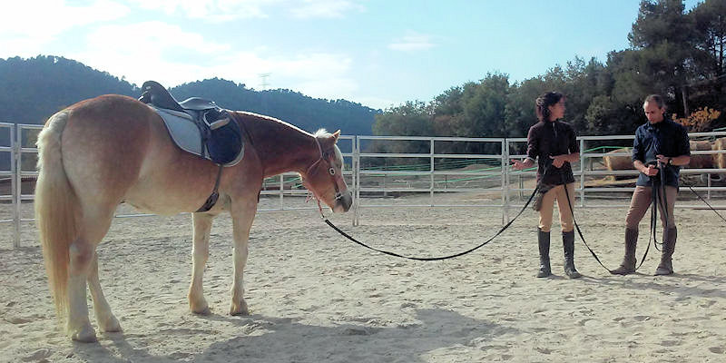 Técnicas de trabajar el caballo con la cuerda larga