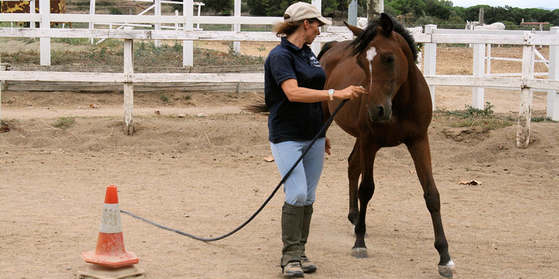 Método didáctico y sucesivo para educar el caballo