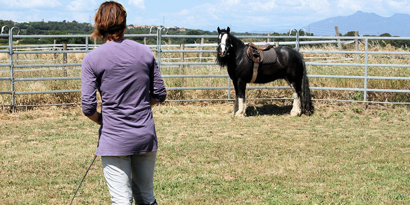 Ganar la atención, confianza y respeto del caballo