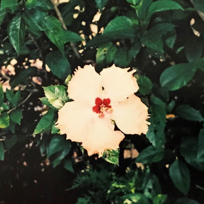 7th Image of Hibiscus or Gumamela