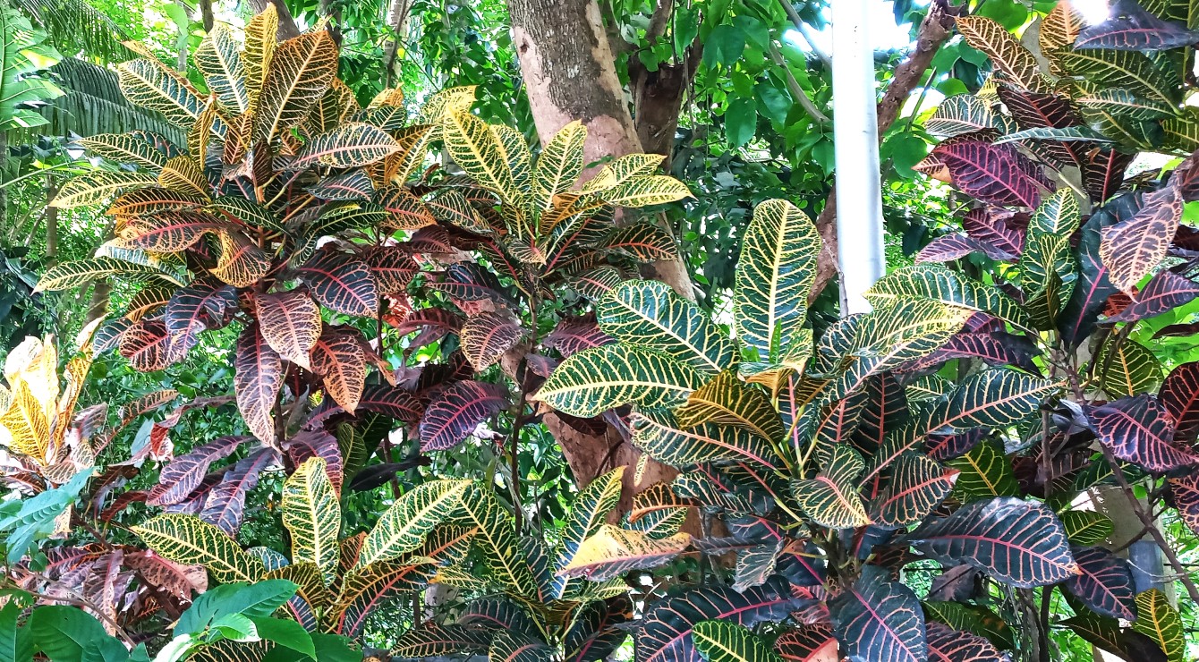 PURPLE FARM in Dinalupihan, Bataan Expressions