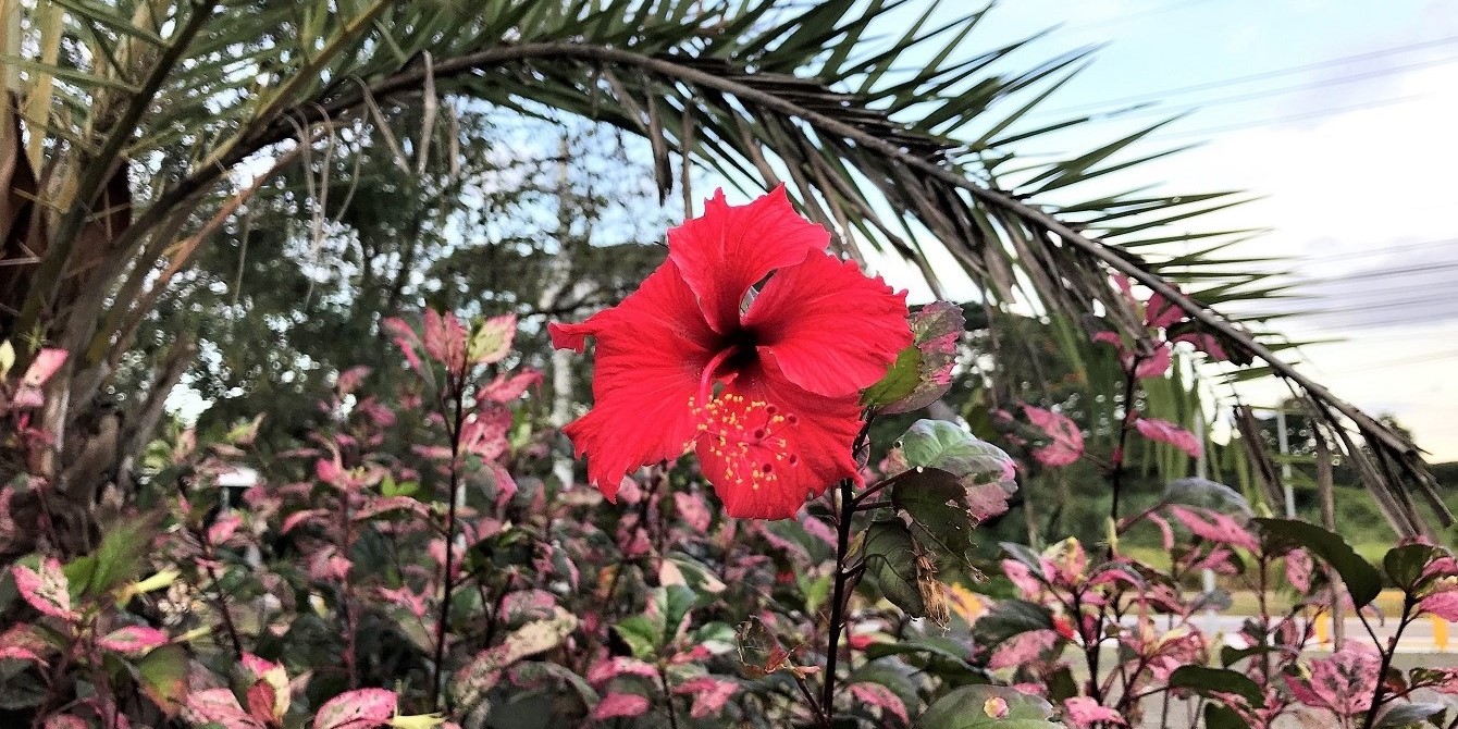Stunningly Attractive Hibiscus Flower, Clark Freeport, Philippines