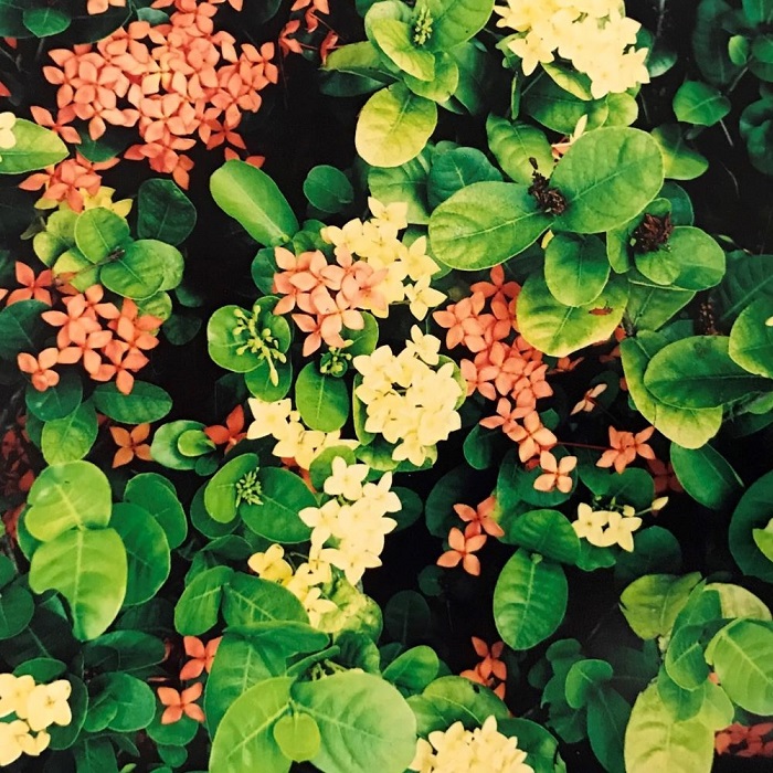 1st Image of Santan Flowers
