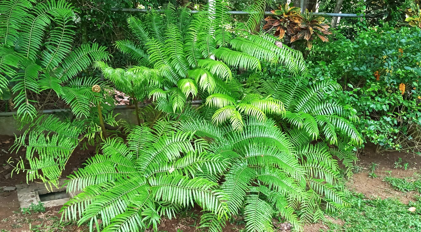 PURPLE FARM in Dinalupihan, Bataan Expressions