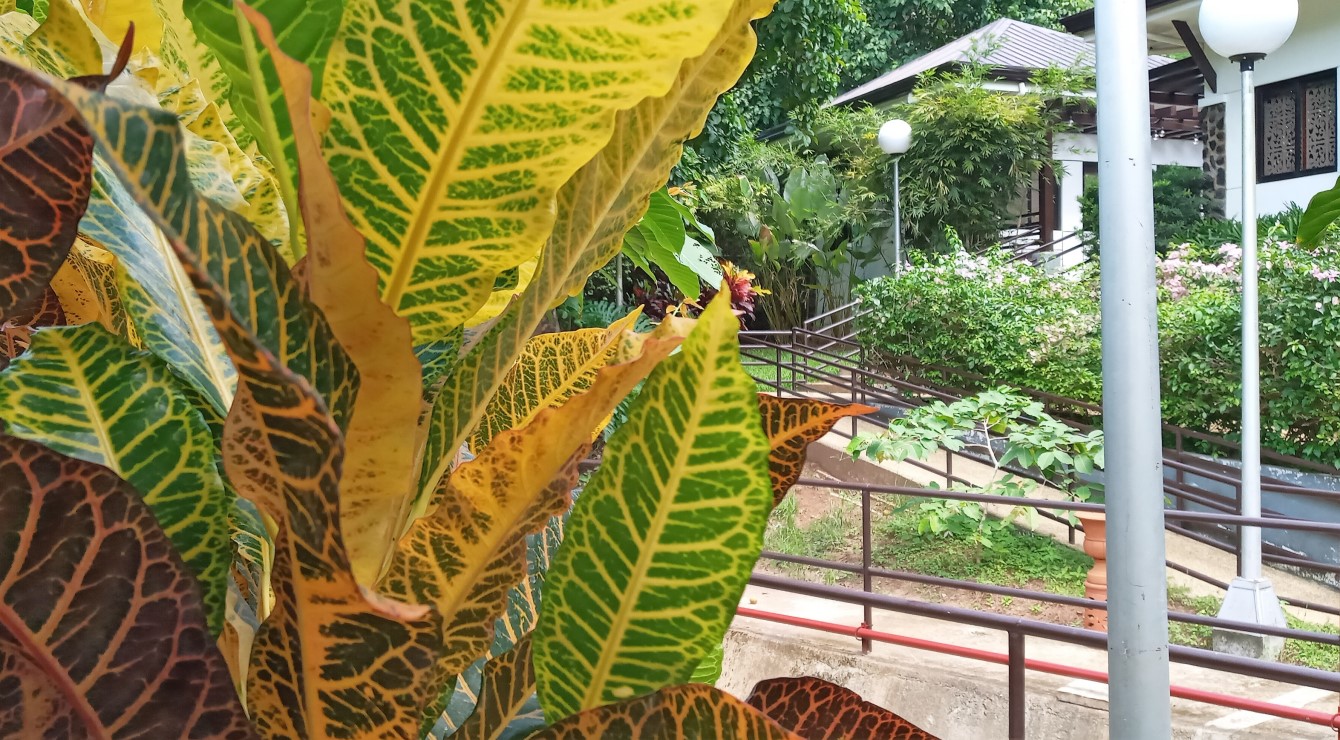 PURPLE FARM in Dinalupihan, Bataan Expressions