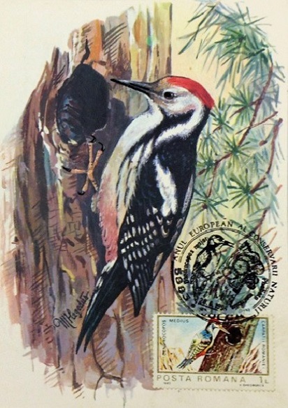 Romania, 1995 - Maximum Card about a Bird and Its Nest (Slightly Reduced Size)