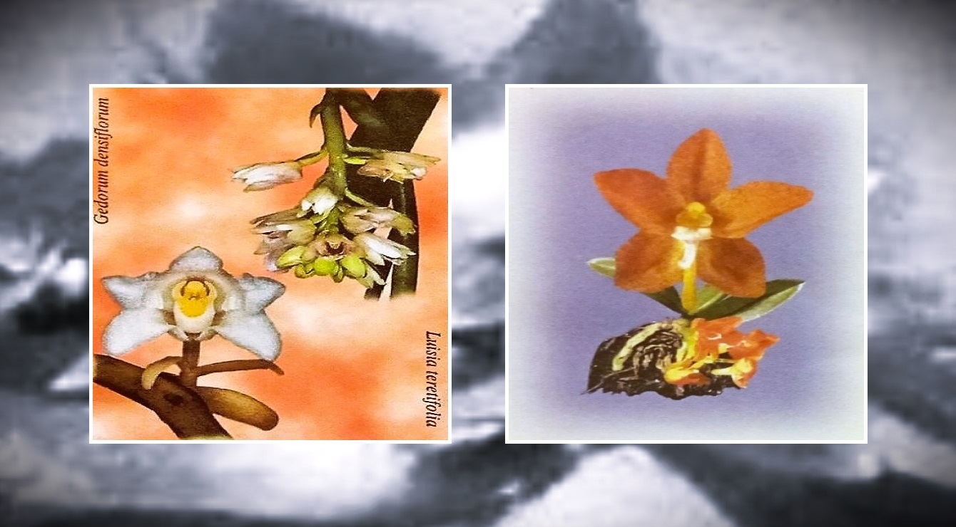 Orchids on Philippine First Day Covers