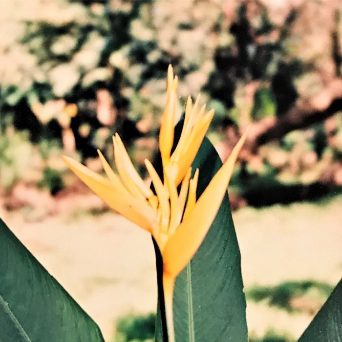 3rd Image of Bird of Paradise