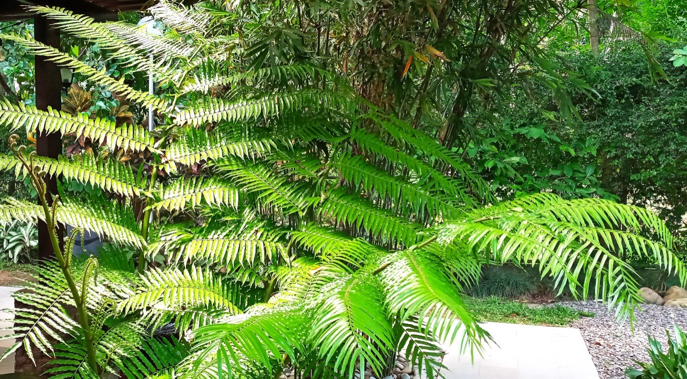 PURPLE FARM in Dinalupihan, Bataan Expressions