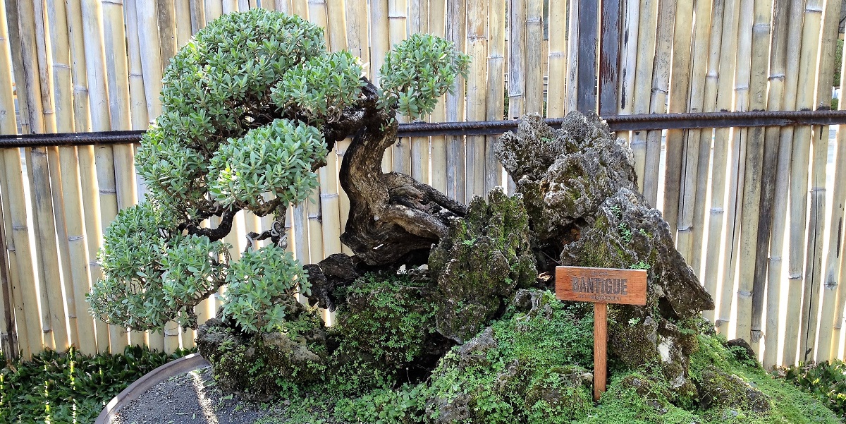 Philippines 2 The Garden In Cuidad De Victoria In Bocaue Bulacan Expressions