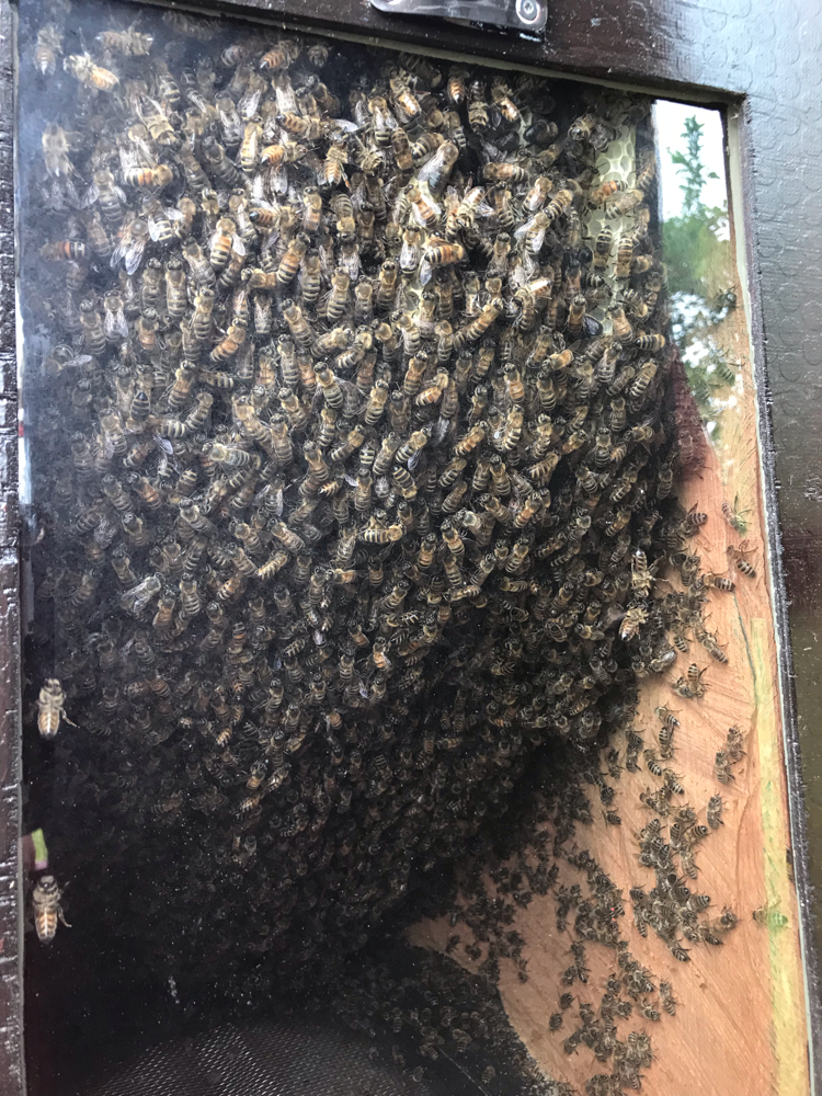 Das Volk der Honigbienen in der Matrjoschka