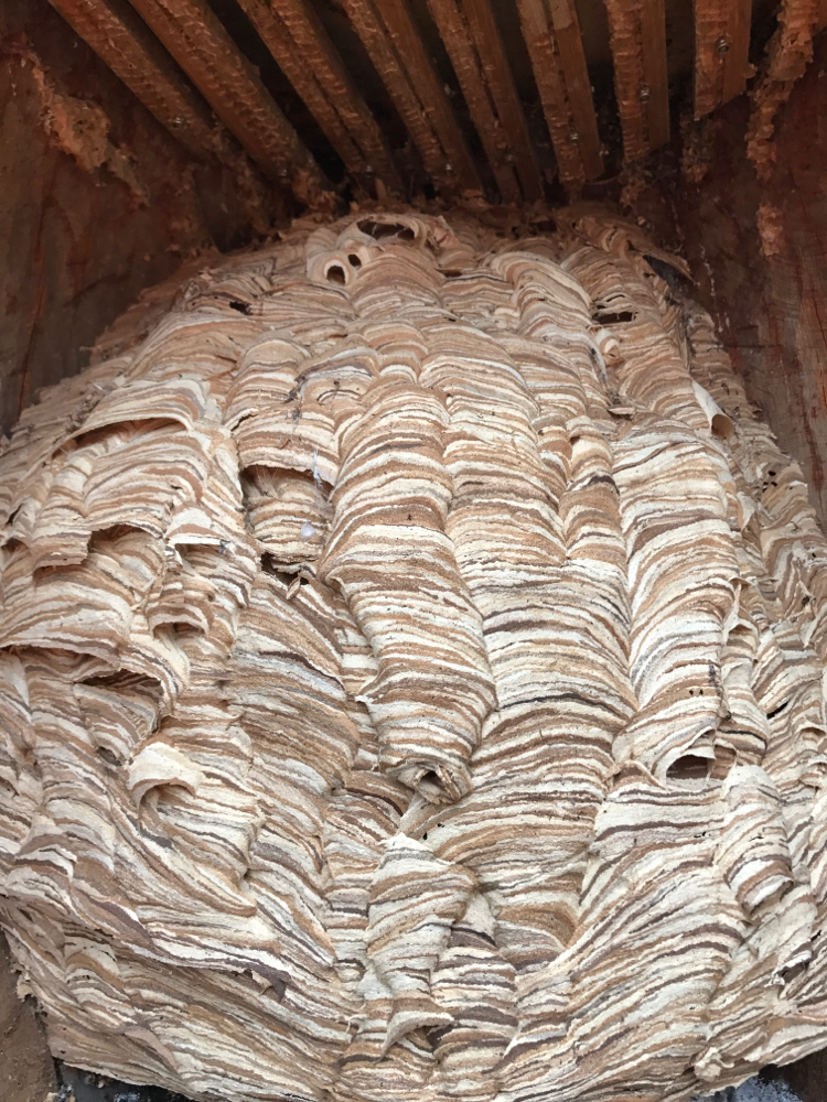 Hornissen Nest in Figurenbeute