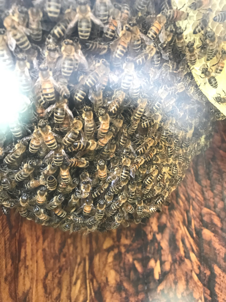 Im Bauch der Bienen Banane