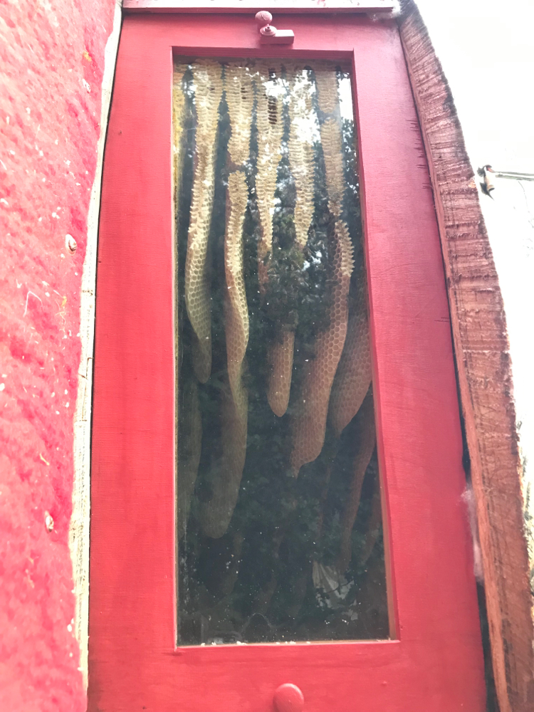Bienenvolk Cocon