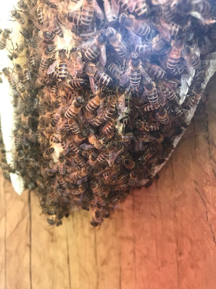 Kokon für Bienen von Innen