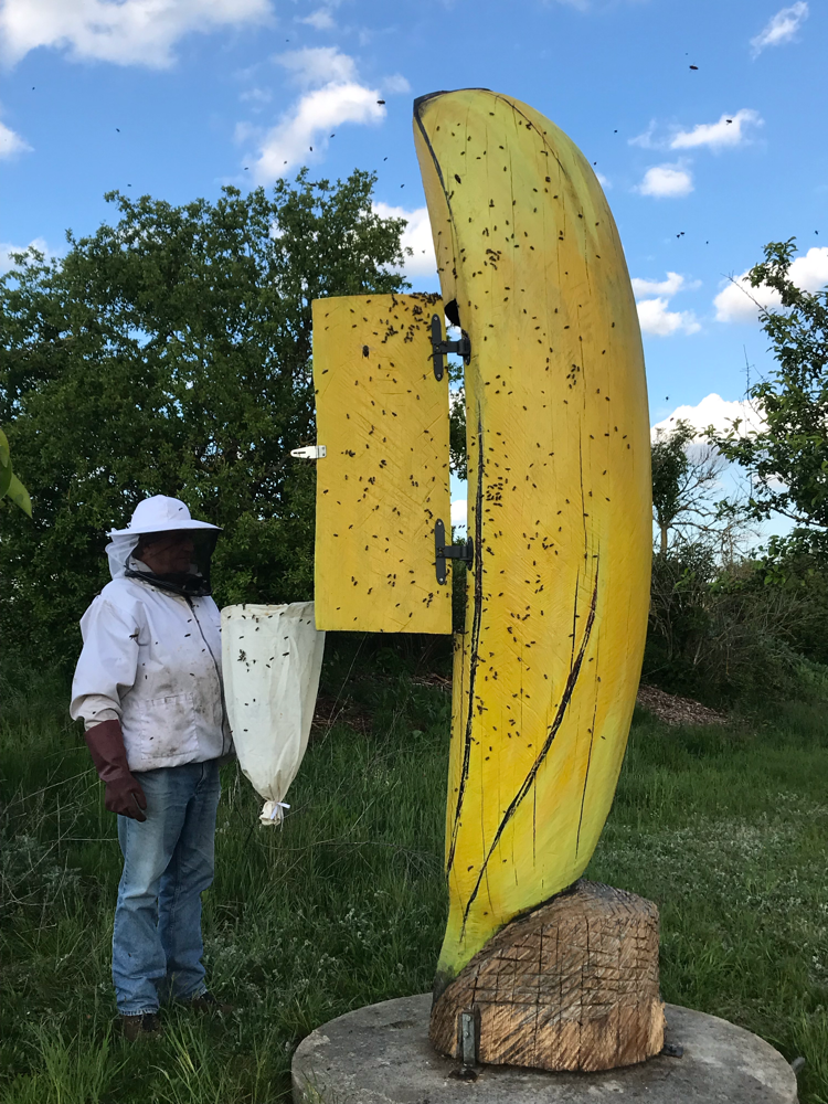 Ein Schwarm für die Banane