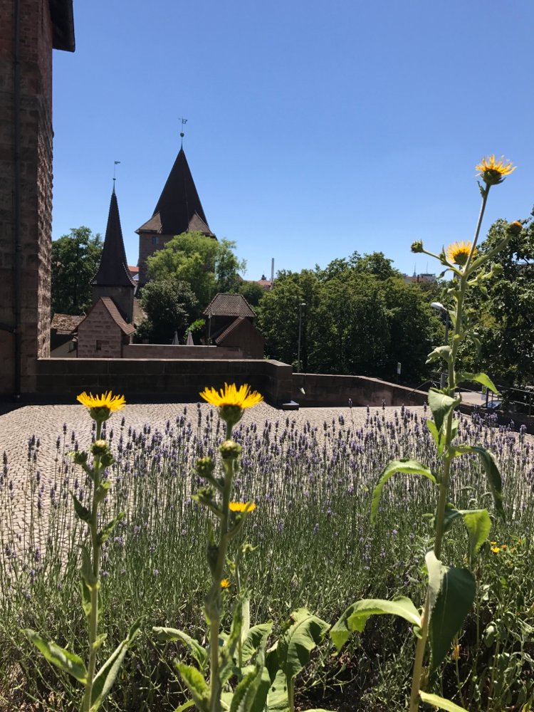 Alant, Helenenkraut, Nürnberger Burgzwinger