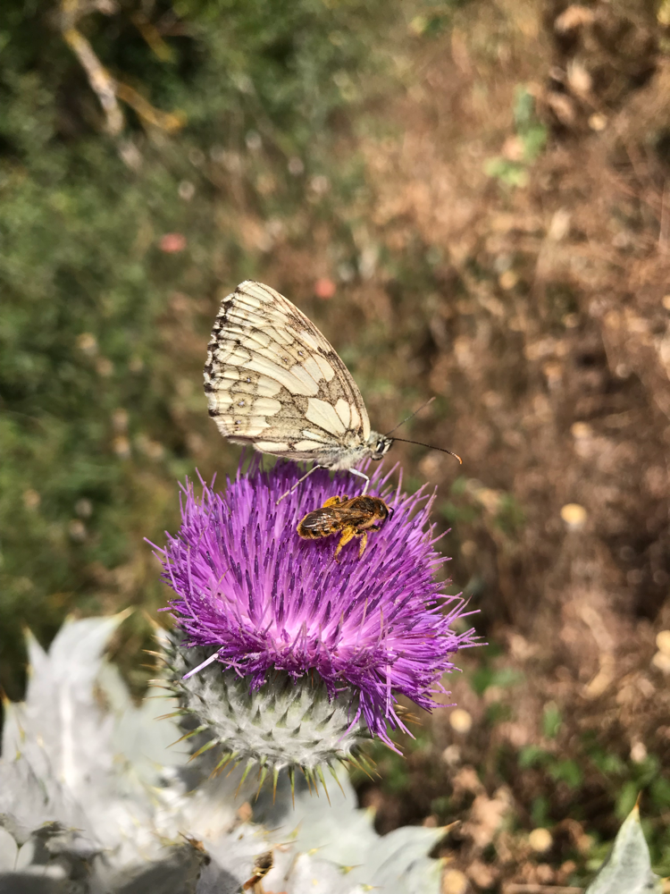 Coexistenz auf Distel, Wildbiene und Schmetterling