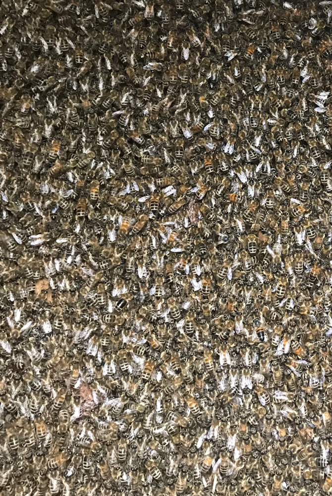 Bienenschwarm