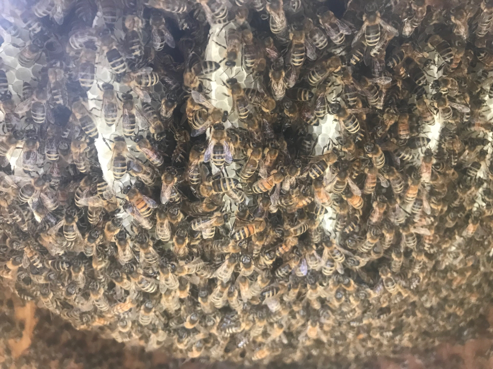 Bienen im Bauch des Buddha
