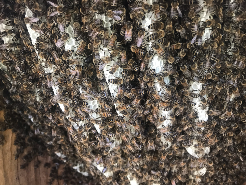 Buddha Bienen