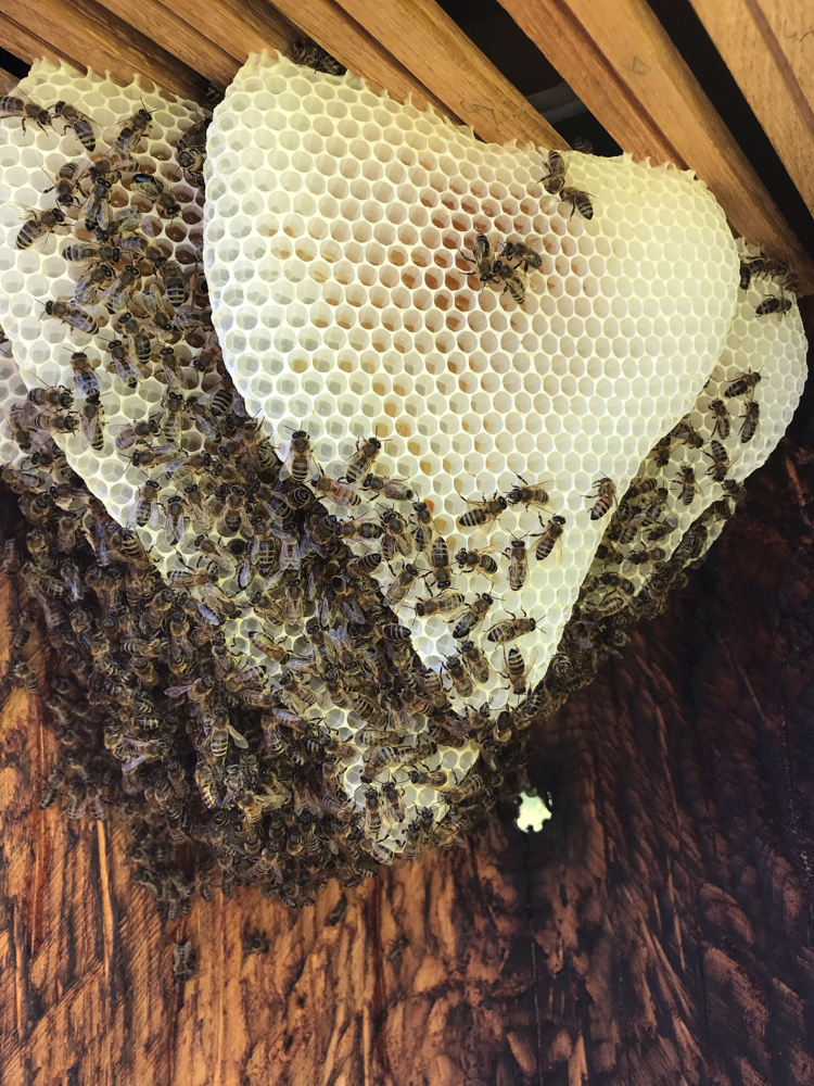 Bienen in der Banane