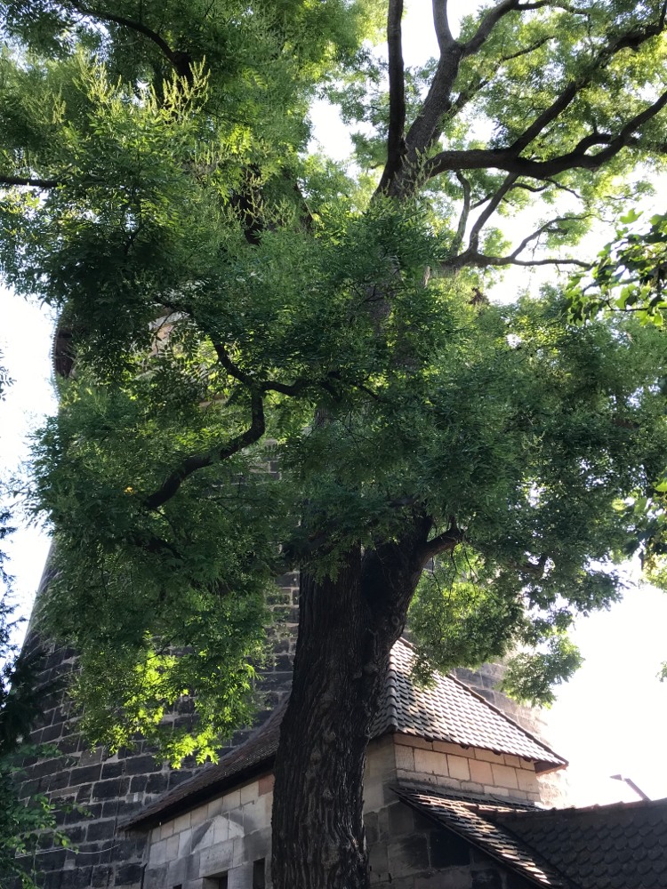 Japanischer Schnurbaum im Bürgermeistergarten, Nürnberg, Neutorzwinger
