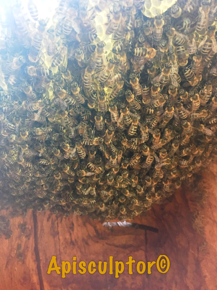 Bienenvolk im Zeidler
