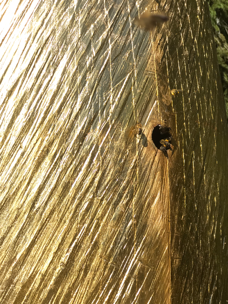 Frühlingserwachen im Kokon für Bienen