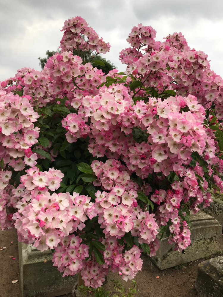 Trees for bees