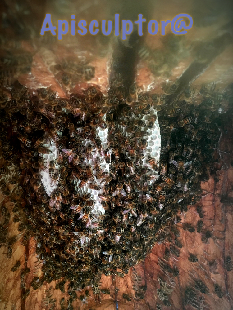 Die Zeidler - Bienen, oder im Bauch des Zeidelschützen