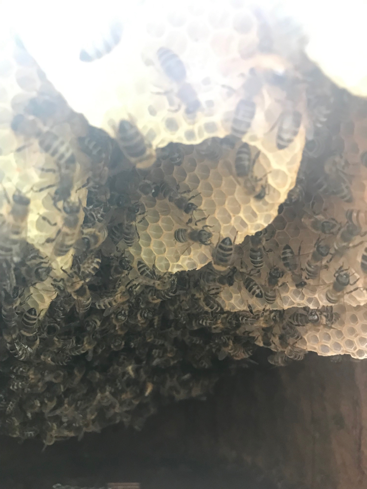 Bienen im Bauch des Zeidlers