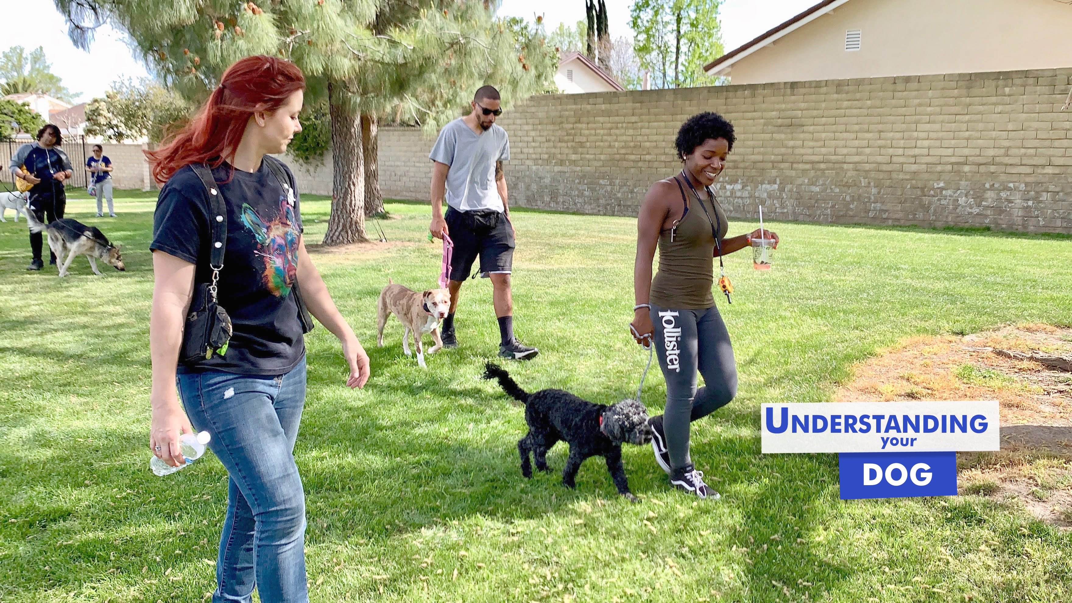 Understanding Your Dog Ruff Beginnings Rehab Dog Training and Rescue