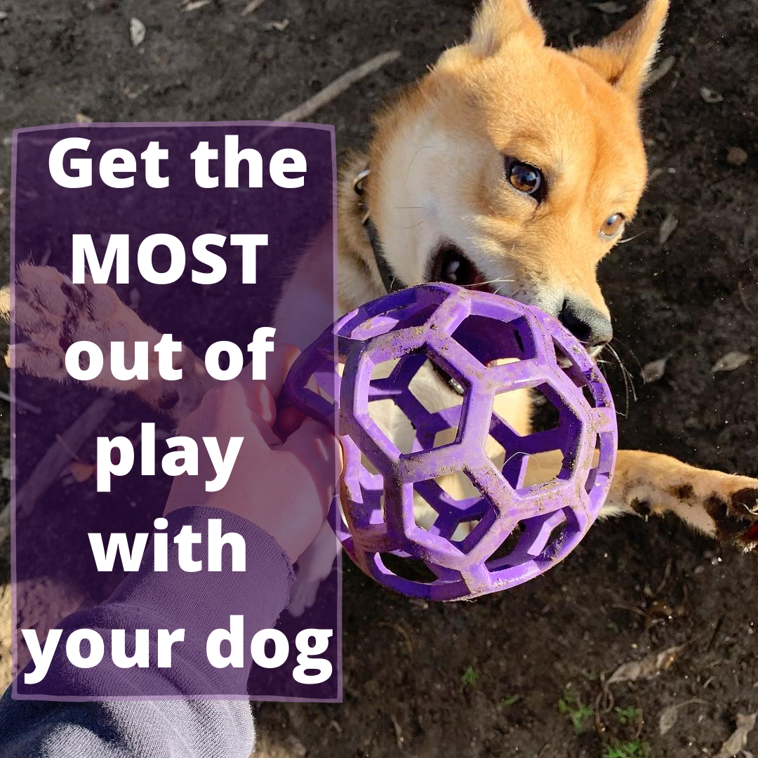 How to get the most out of play with your dog