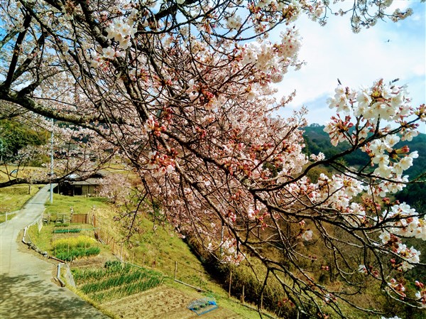 帰る頃には桜もほぼ満開状態。日和舎の朝採り野菜を積み込んで、和気のJAにも寄って帰路へ。