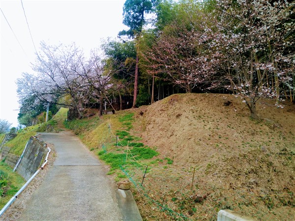 桜が迎えてくれるこの坂を登ると日和舎です。